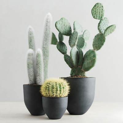现代仙人掌绿植盆栽-03